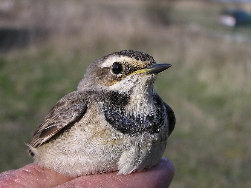 Bluethroat, Sundre 20050514